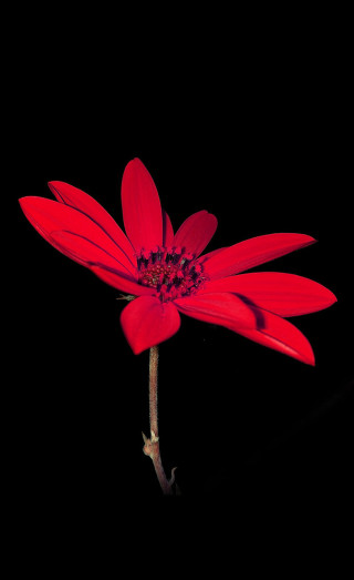 Red flower black background dark - single free wallpaper