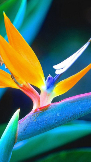 Blue yellow flower macro nature - a blurry background of leaves free wallpaper
