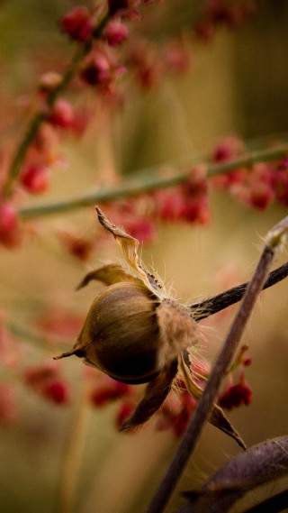 Flower branch red background macro - arie smit free wallpaper