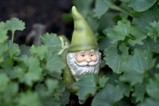 Gnome statue bush leaves plants - the background free wallpaper for desktop