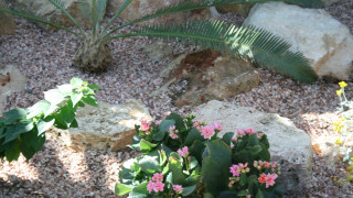 Small plant rock garden pink - bracha l. ettinger free wallpaper