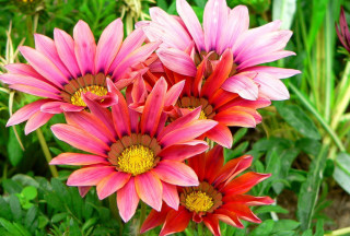 Pink flowers garden green leaves - a yellow center free wallpaper