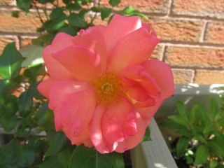 Pink rose blooming pot brick - outside free wallpaper