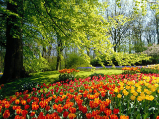 Field of flowers trees blue 3 - a field of flowers free wallpaper