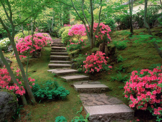 Stone path steps pink flower - step free wallpaper