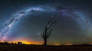Tree field stars bright light - a sky full free wallpaper