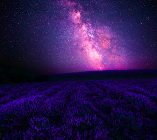 Purple flowers night sky stars 2 - amir zand free wallpaper