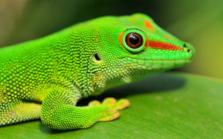 Green lizard red spots leaf - red spot free wallpaper