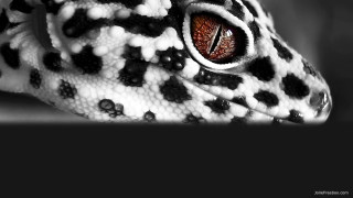 Leopard eye closeup black background - eye free wallpaper