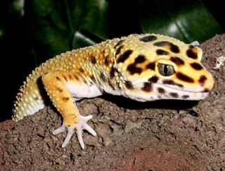Leopard gecko sitting rock sunshine - cricorps grégoire free wallpaper