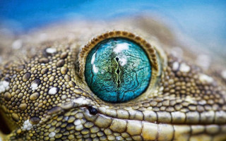 Lizard eye closeup blue background 4 - eye free wallpaper