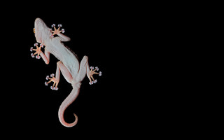 Lizard white orange markings body - its back leg free wallpaper