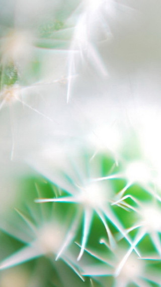 Dandelion closeup blurry background leaves - florianne becker free wallpaper