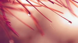 Tree branch water drops macro - a close up of a tree branch free wallpaper