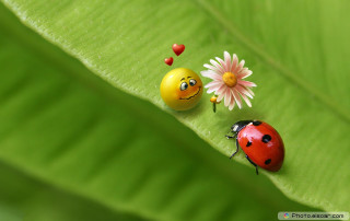 Ladybugs green leaf flower sitting 3 - naive free wallpaper