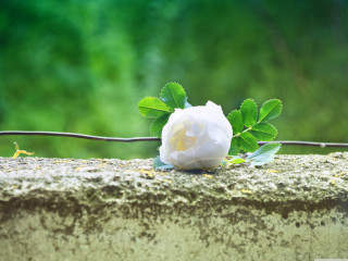 White rose stone wall green - a stone wall free wallpaper