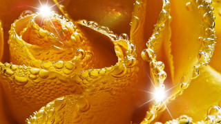 Yellow flower water droplets diamond - ring free wallpaper