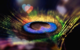 Peacock feather closeup blurry background - mystical free wallpaper