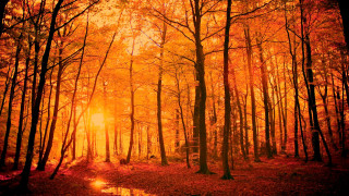 Woodland path orange light wet - a path free wallpaper