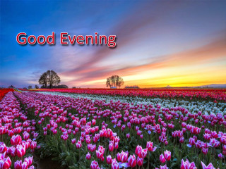 Field flowers good evening sunset - good free wallpaper
