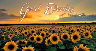 Sunflower field good evening sunset - a field of sunflowers free wallpaper