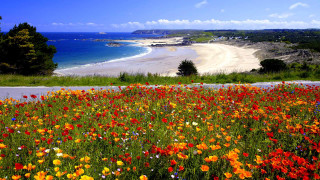 Field flowers beach blue sky - a field of flowers free wallpaper