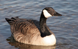 Duck swimming water shore lake - upper body free wallpaper