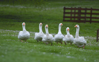 Ducks walking grass field bench - field next free wallpaper