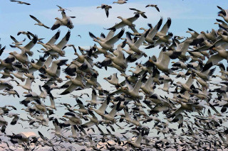 Flock birds blue sky grass - a flock of birds free wallpaper