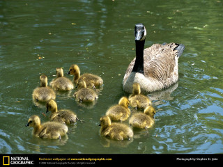 Mother duck ducklings pond green - anne rigney free wallpaper