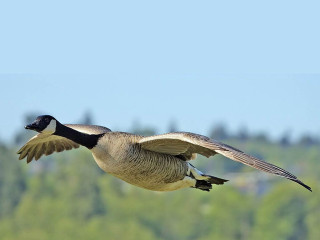 Goose flying trees blue sky - the background in the background free wallpaper