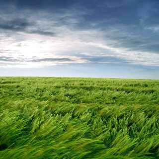 Field green grass cloudy sky 2 - free landscape wallpaper