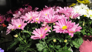Pink flower bouquet stilllife photorealism - other flower free wallpaper