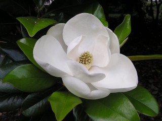 White flower green leaves dark - yellow center free wallpaper