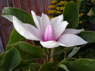 White flower pink center branch - yellow flower free wallpaper