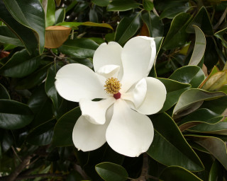 White flower green leaves yellow 2 - simple form free wallpaper