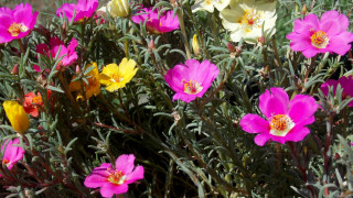 Flowers field grass dirt nature 2 - de hirsh margule free wallpaper