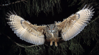 Large owl perched branch wings 2 - upper body free wallpaper
