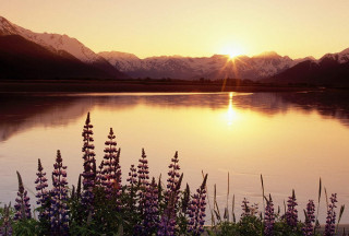 Lake flowers mountains sunset nature - the foreground and a mountain range in the background free wallpaper