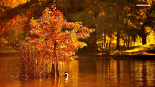 Ducks swimming lake orange leaves - orange leaf free wallpaper