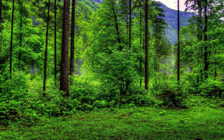 Lush green forest hillside trees - a lush green forest free wallpaper