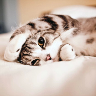White cat laying on bed - superflat free wallpaper