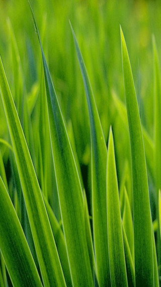 Green grass closeup macro nature - thin free wallpaper