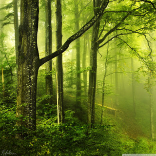 Forest path trees fog sunbeam - free forest wallpaper