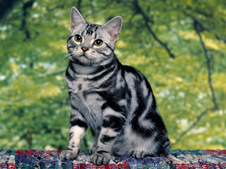 Cat blanket tree green background - digital free wallpaper