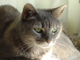 Cat green eyes couch blurry - a couch free wallpaper