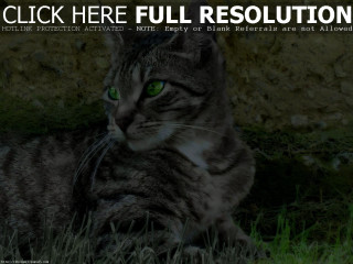 Cat laying grass click here - here full resolution free wallpaper