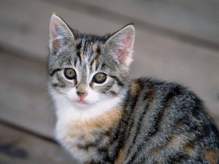 Cat sad wooden deck looking - a sad look free wallpaper