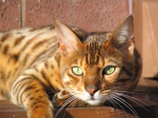 Cat wooden table brick wall - sumatraism free wallpaper