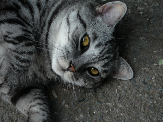 Cat laying looking up yellow - eye free wallpaper